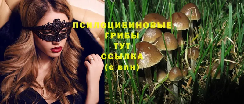 Галлюциногенные грибы Magic Shrooms  Дно 